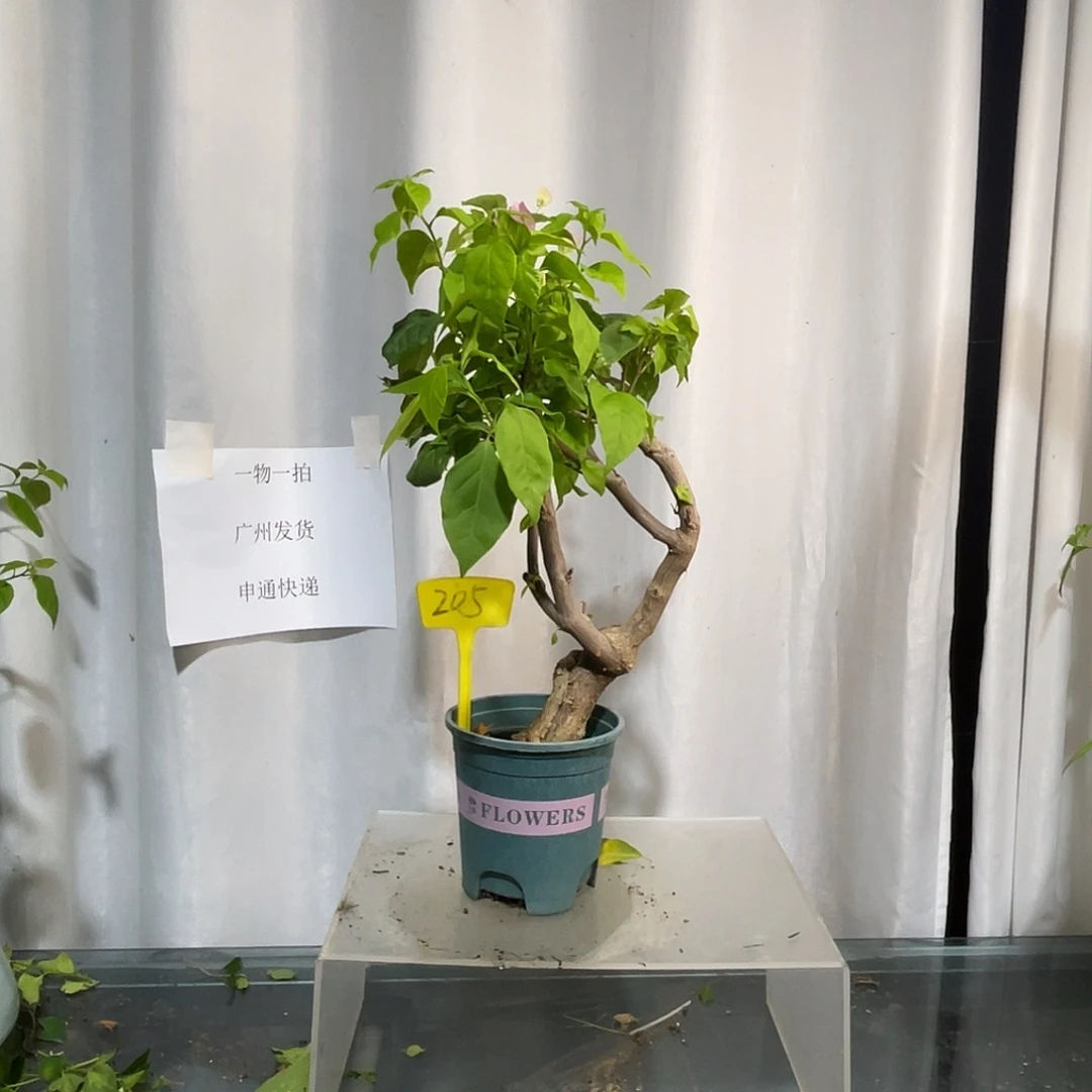 当前无花栽培后可以开花205广红樱桩，粗3.3公分