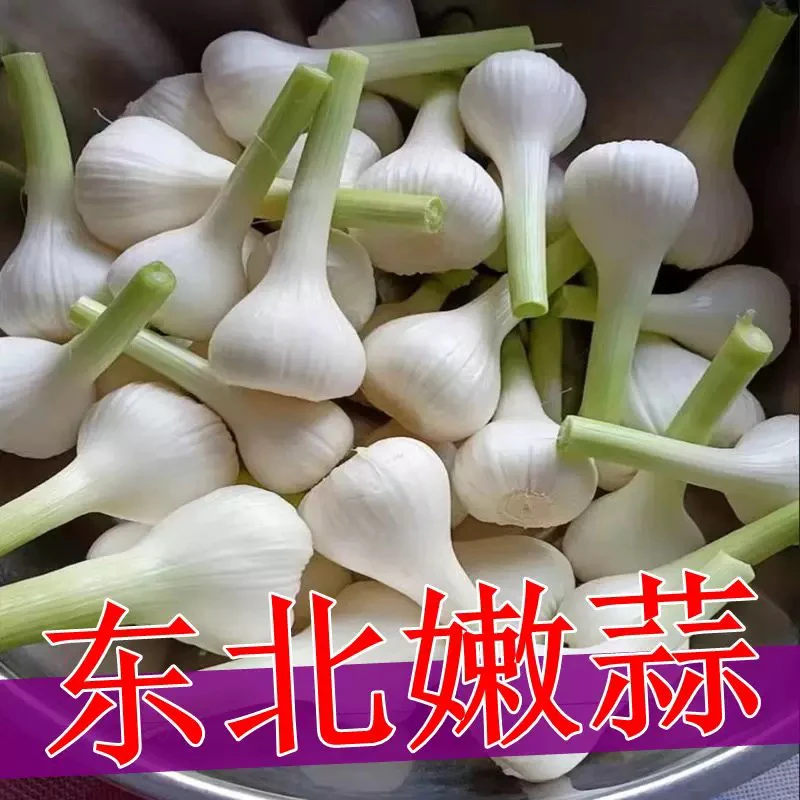 黑龙江新鲜白皮青蒜腌咸蒜糖醋蒜专用