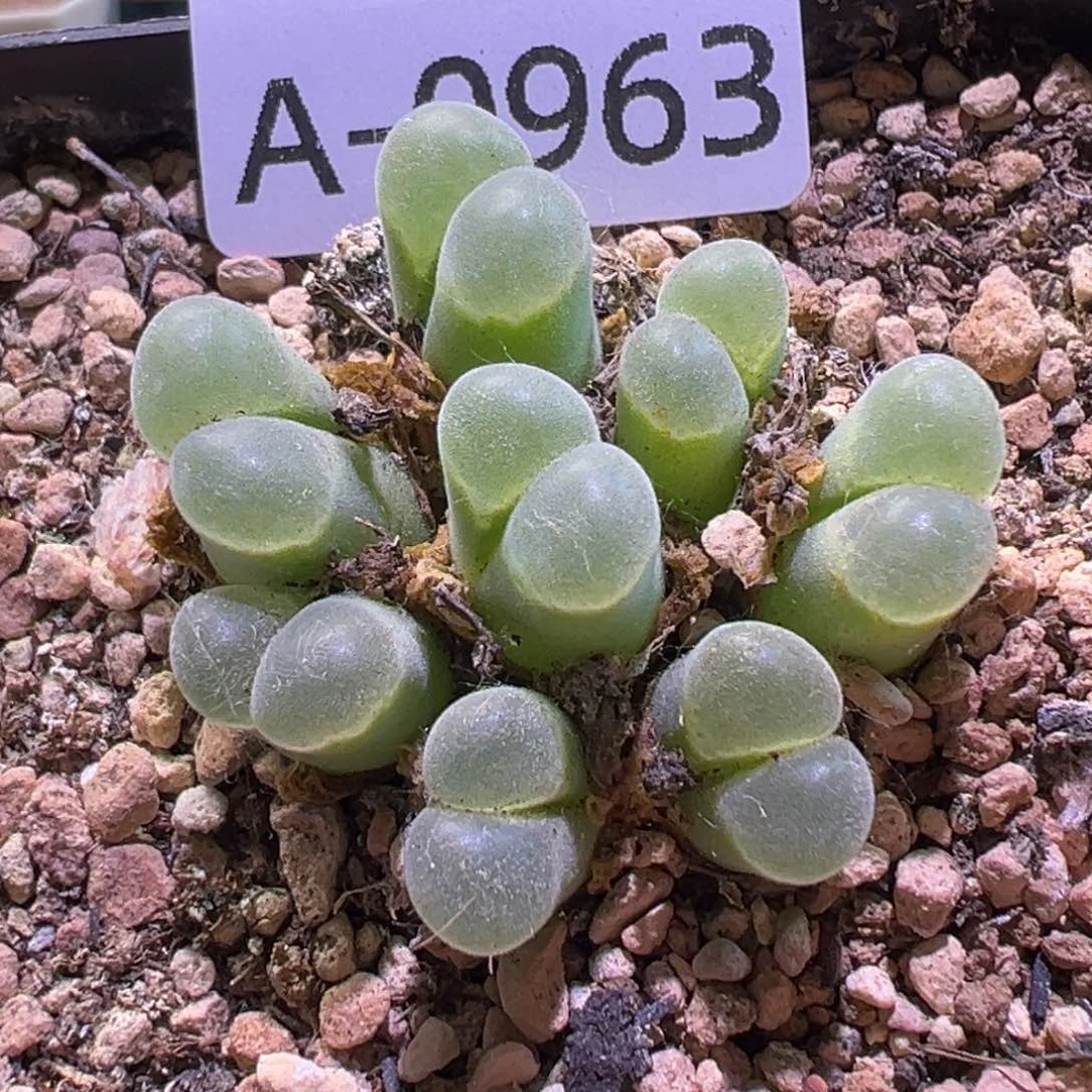 多肉植物111111111111111