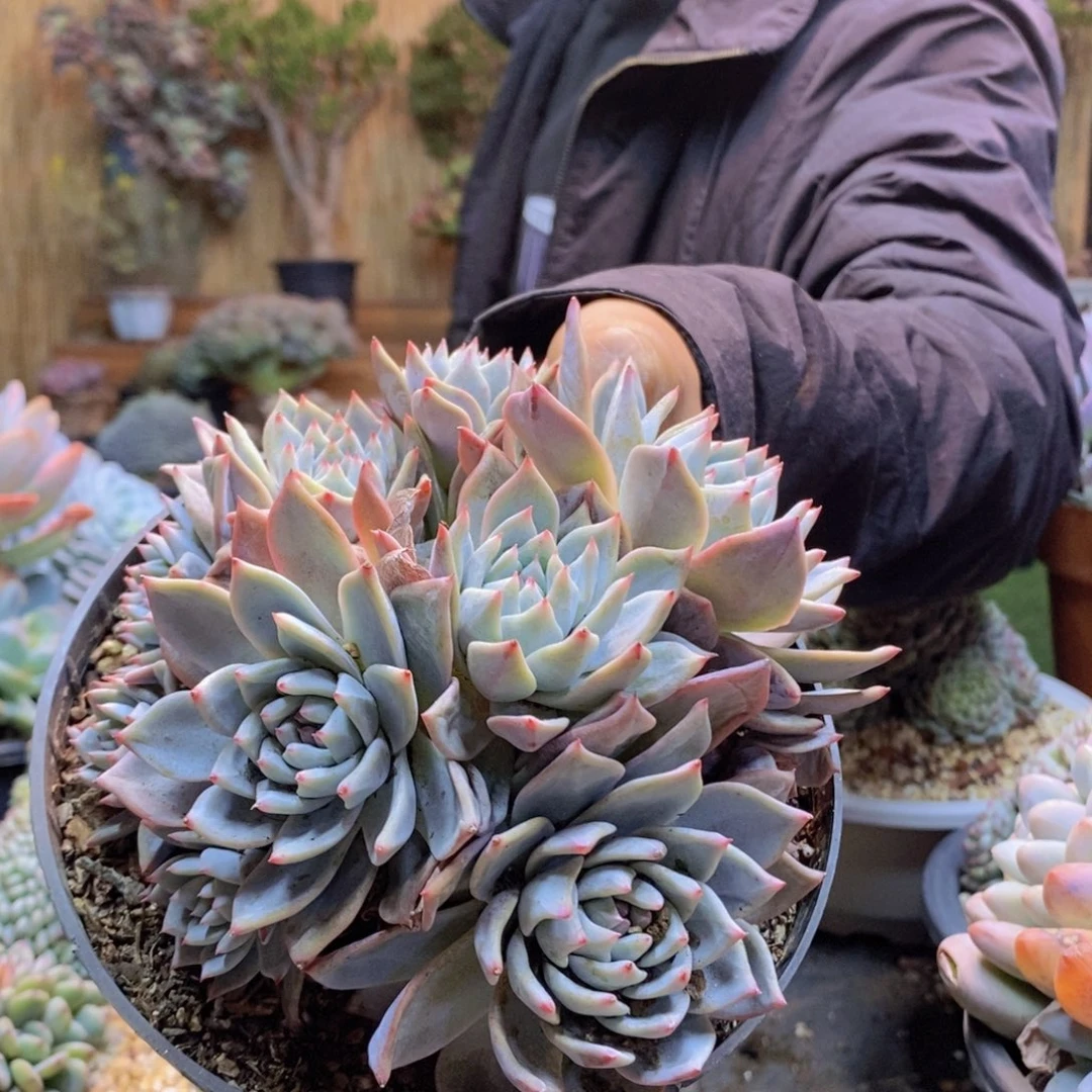 仰****座99号粉蓝鸟多肉