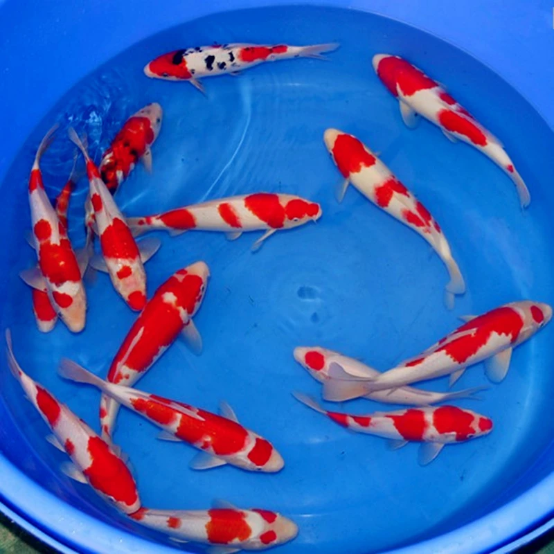 （不包邮）各种锦鲤观赏鱼冷水