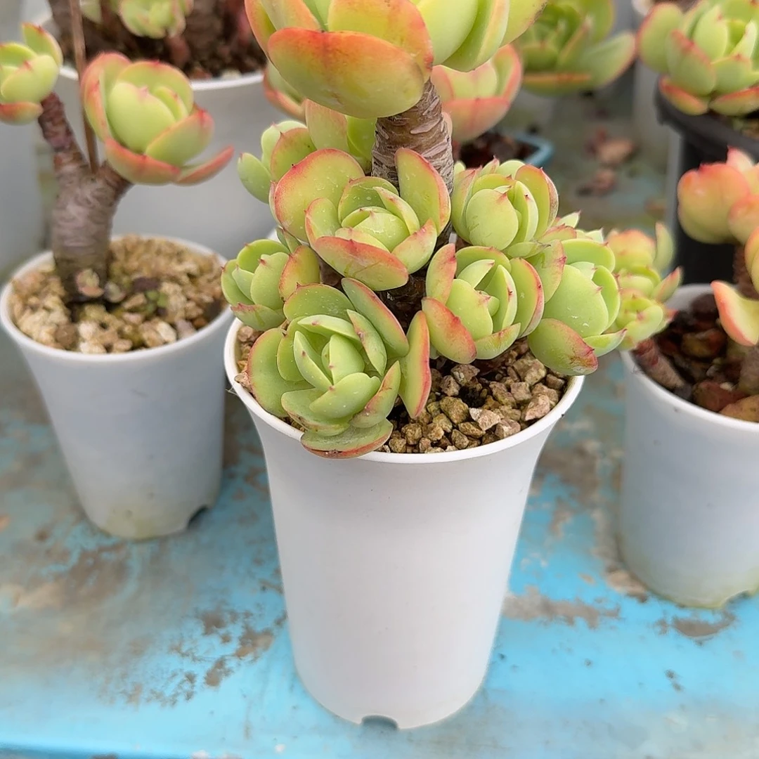 颖***凡鸡蛋碧桃多肉植物一颗