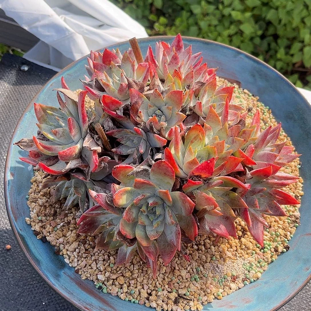 小鹿多肉一物一拍8542