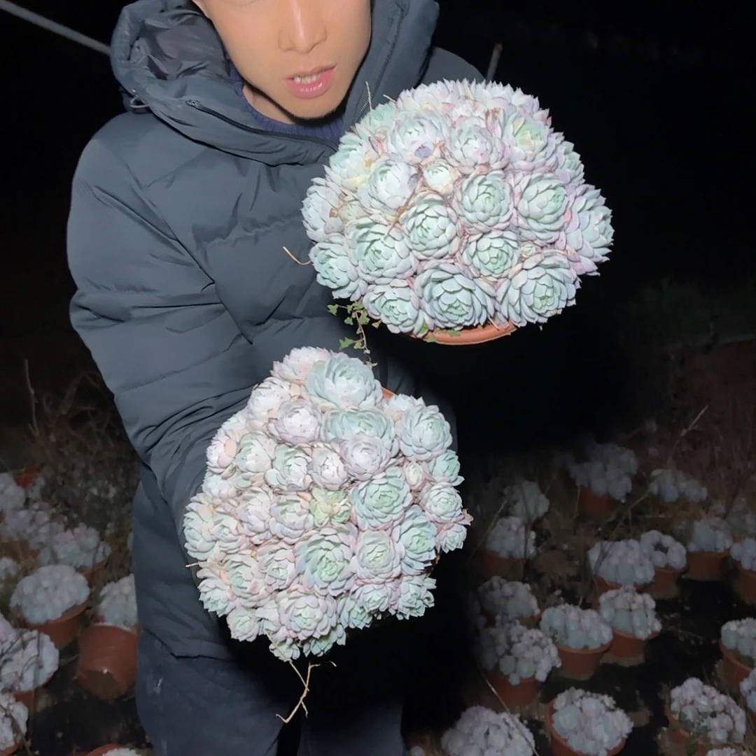 盆栽冰梅多肉2棵多肉