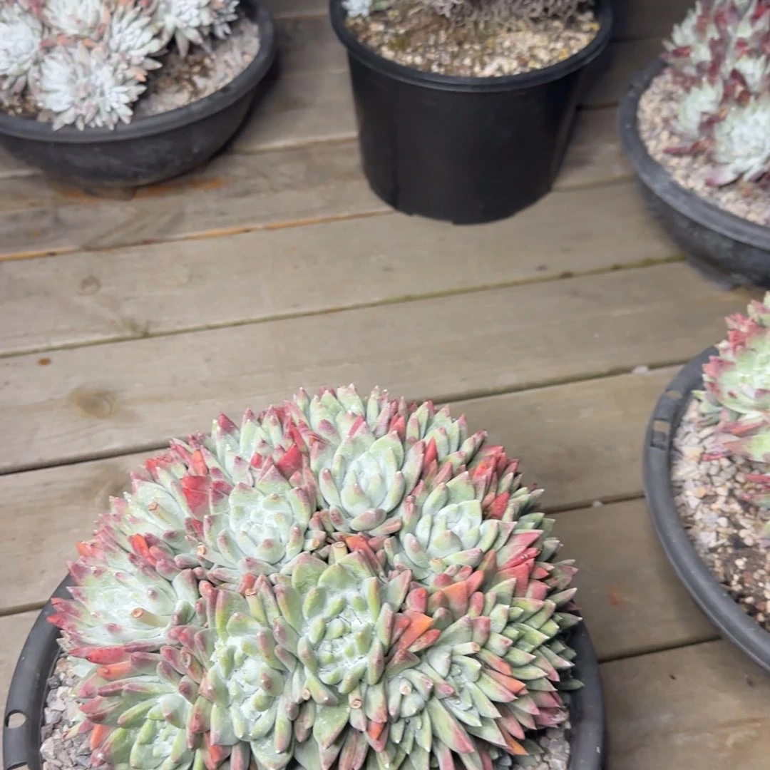 葡****420250202w多肉葡萄