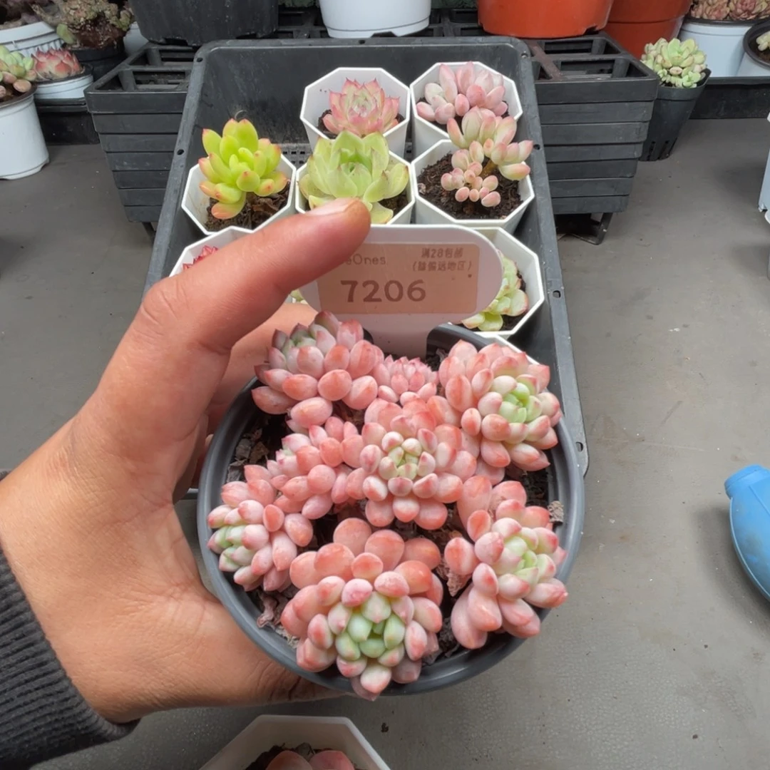 7206小红船8.0厘米