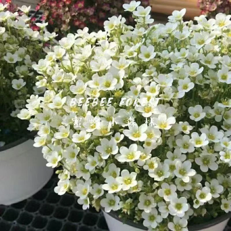 王小帅【虎耳草】多年生庭院阳台耐寒易爆盆好养护高颜值草花