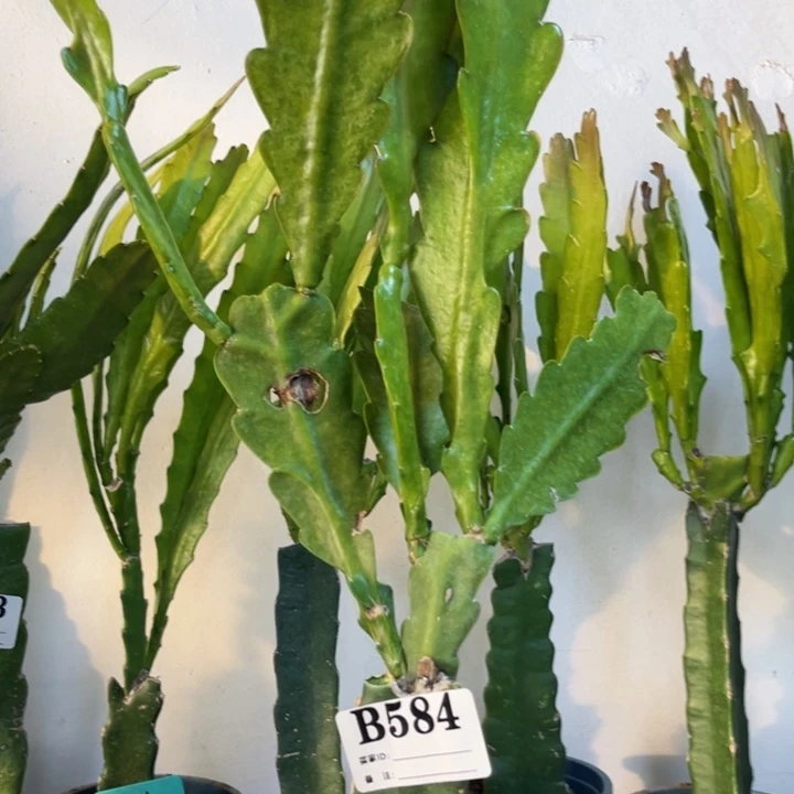 当前无花栽培后可以开花584