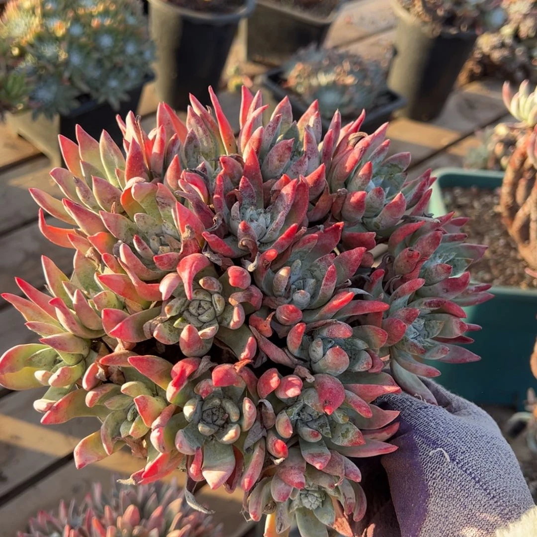 泡西杂哈哈哈哈哈哈哈