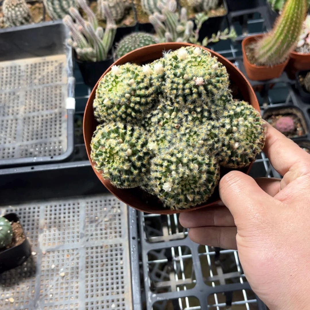 我****24388一物一拍单头发货