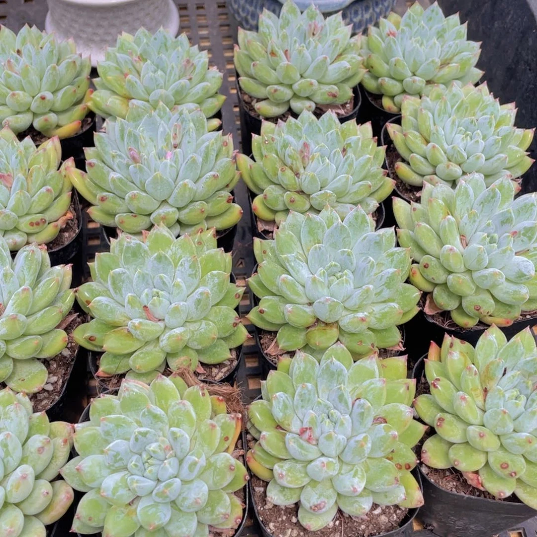 量拍30号 如雪美人单头一个