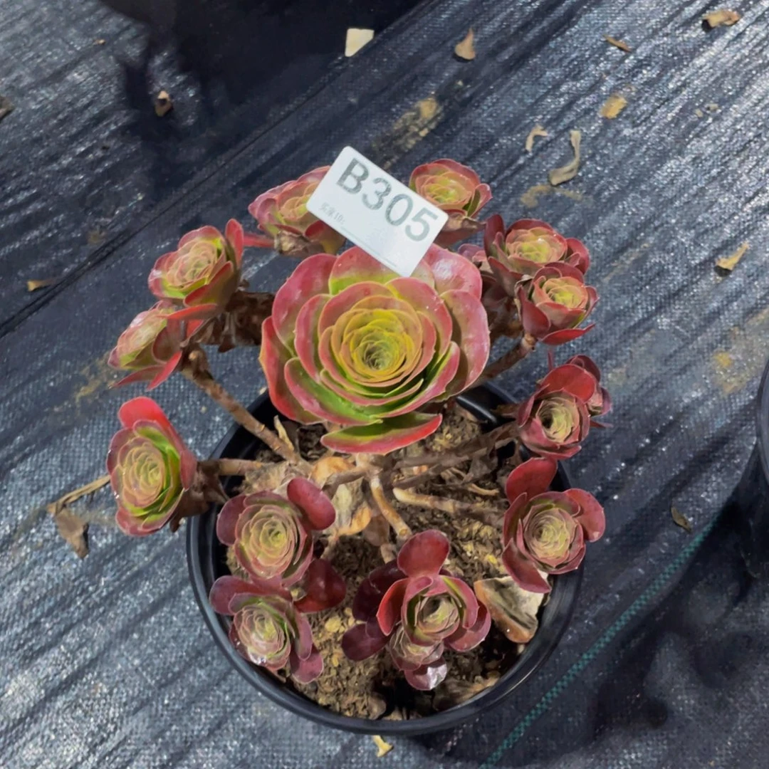 从***始魅金玫瑰多肉30500