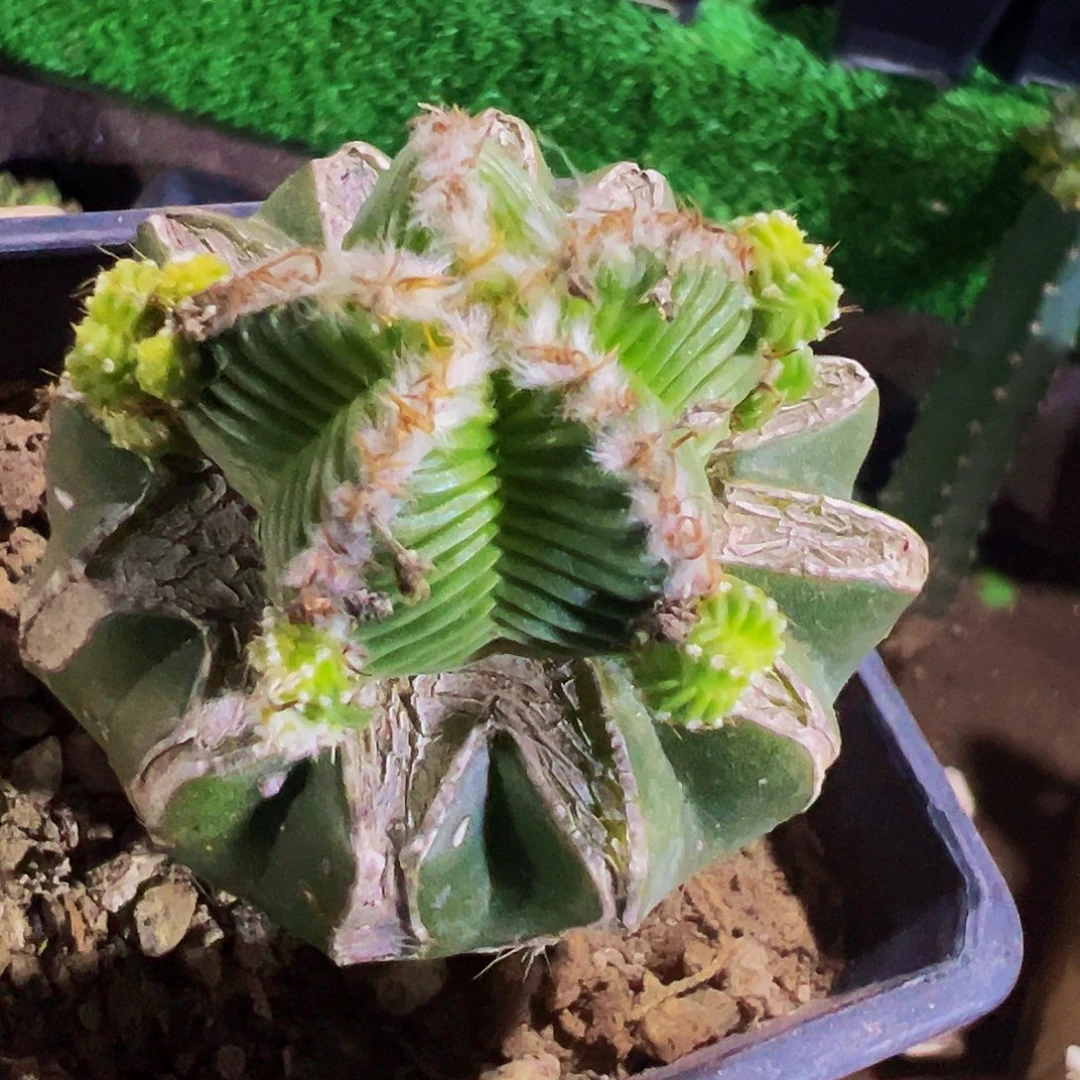 无花朵福利五星花龙群160