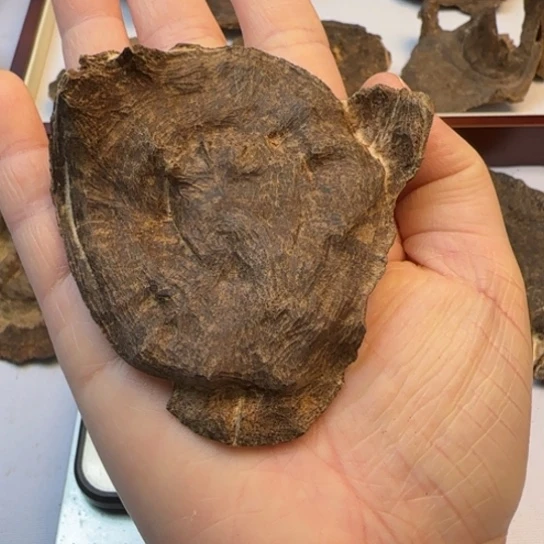 沉香摆件海南尖峰岭包头11.8克