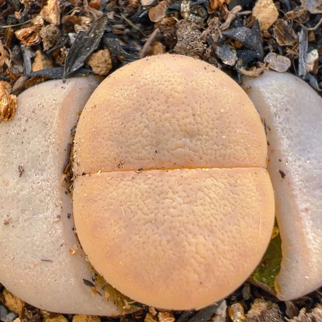 43多肉植物百科知识