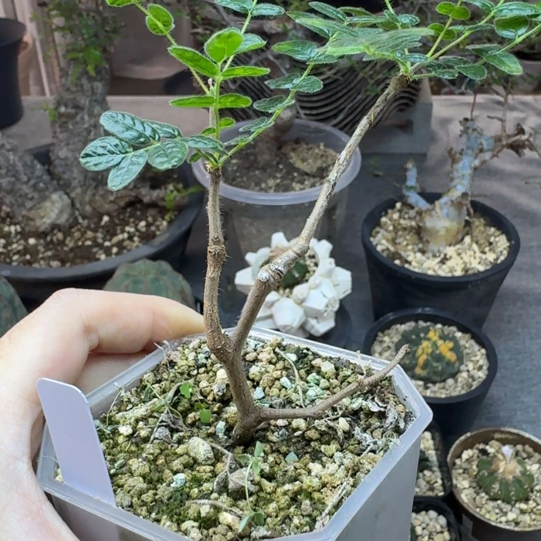 滔天没药橄榄呵呵呵呵