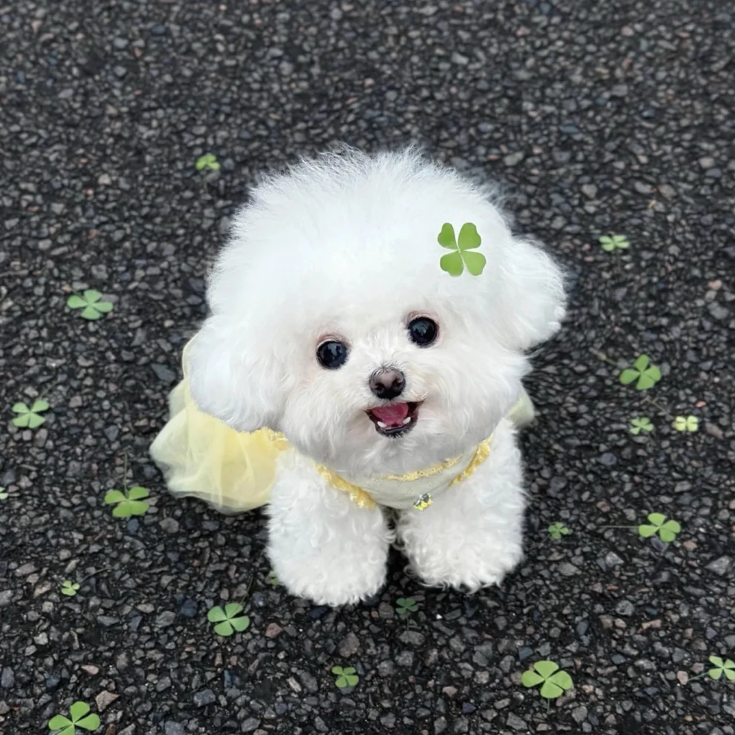 小型韩系比熊可爱呆萌适合家庭饲养的宠物狗狗