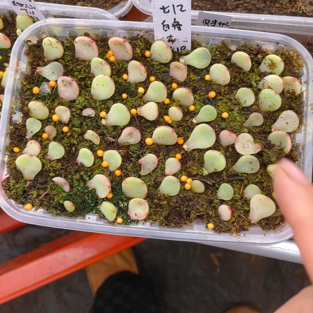 舟舟t12 甜心芝麻苗一个满25包邮