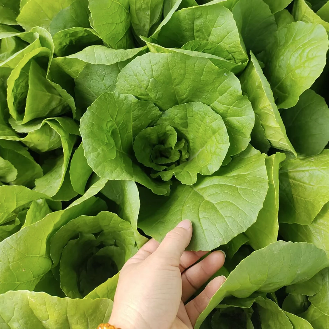 水溶肥 优速绿箭  耐热够高够绿喇叭口  耐烧心耐起泡