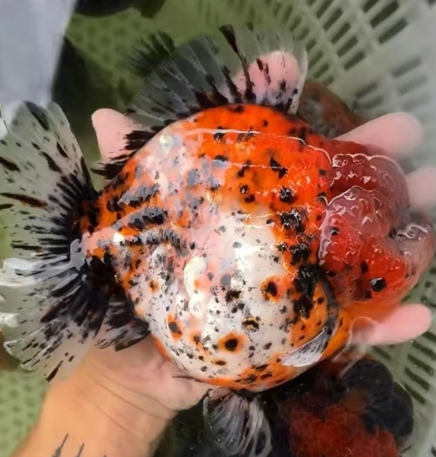 元宝泰狮观赏鱼活鱼冷水鱼淡水鱼好养耐活