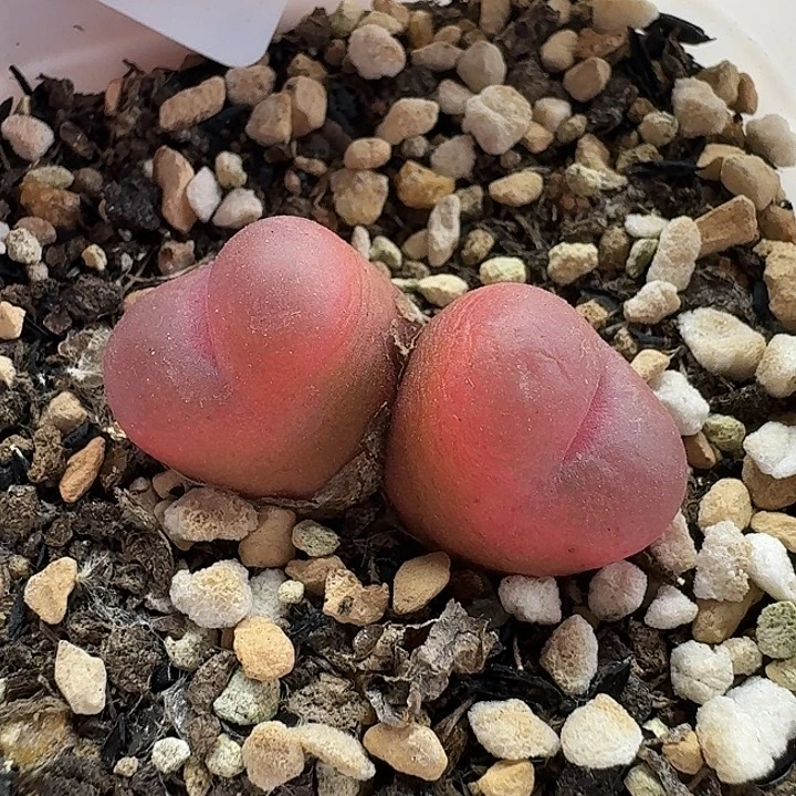 老马生石花双头吕红2936