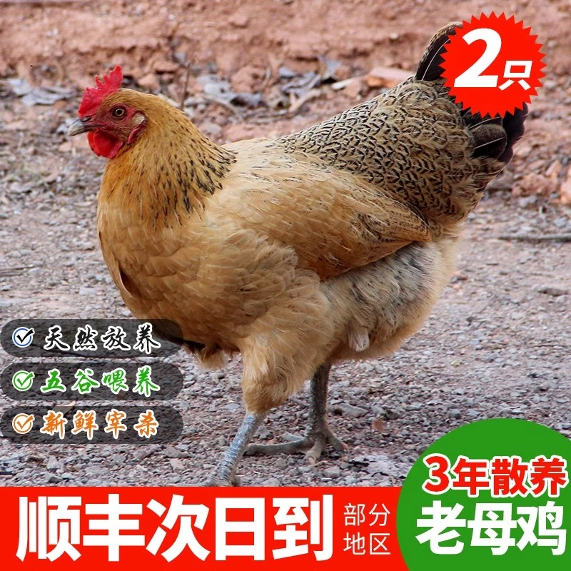皖南土鸡2只5-6斤高山散养黄油老母鸡新鲜现杀童子鸡鸭农家走地鸡