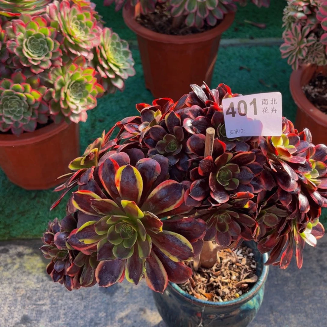 多肉锥话00000401