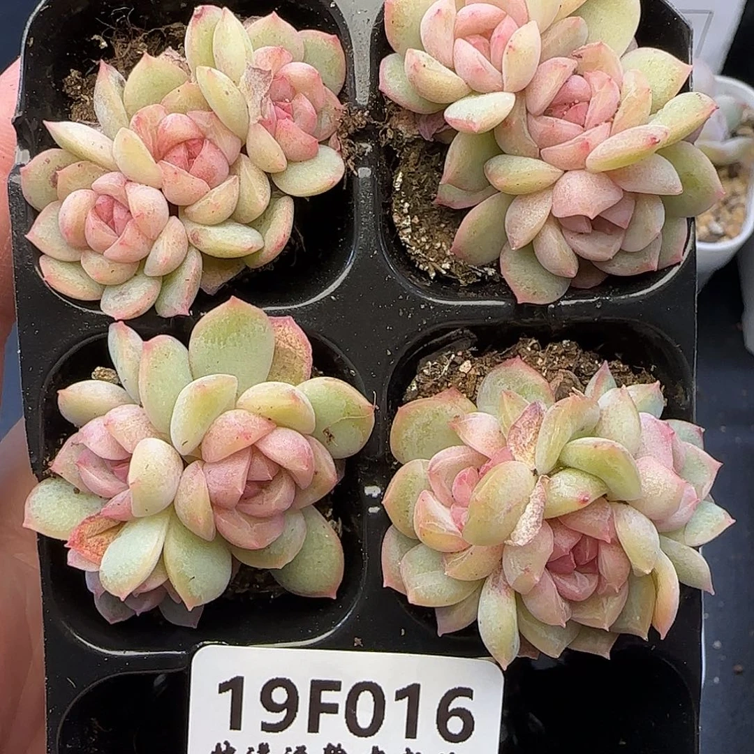 增***效016不保整【满29包邮非偏远】