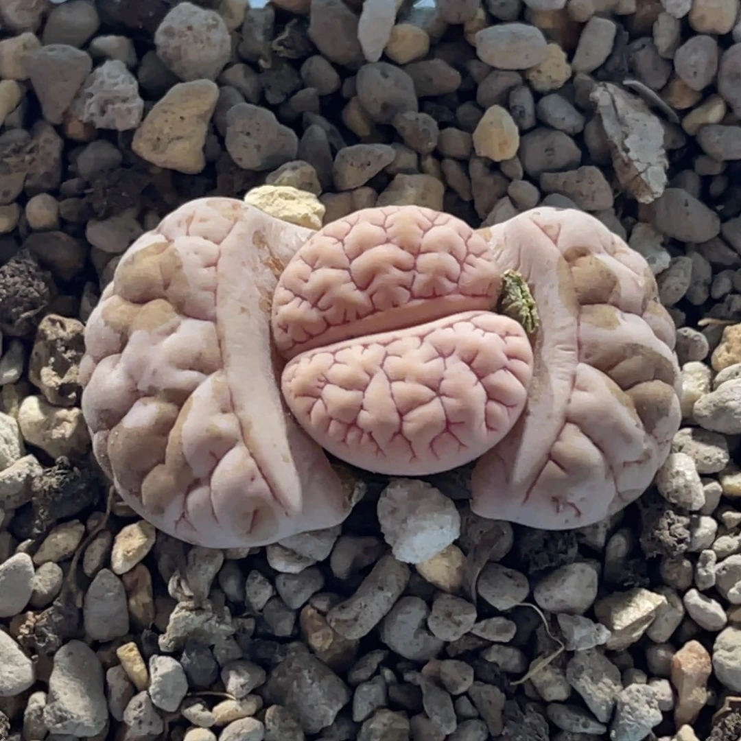 6840红纹蛙哥189一颗