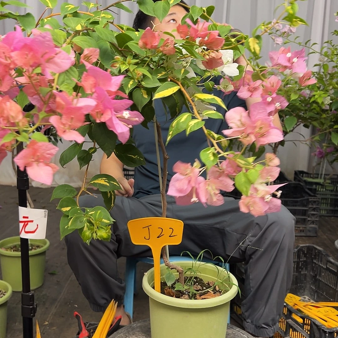 好***佳当前无花栽培后可以开花J22橙白