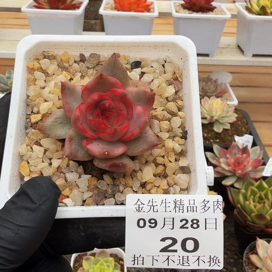 0928-20黑玫瑰石榴锦