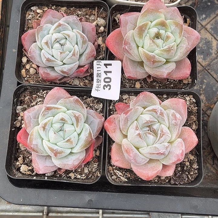 阿雅园艺。          3011四颗