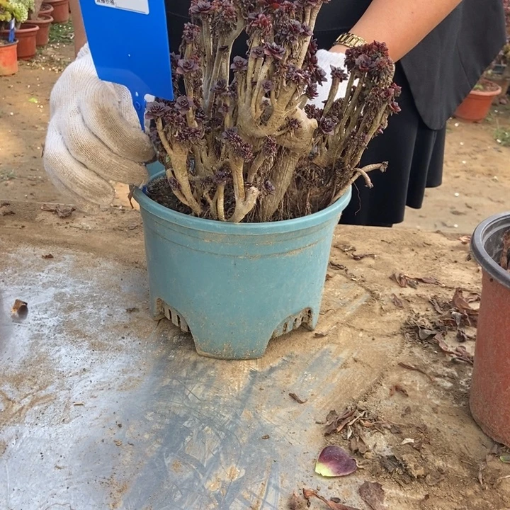 1***7407小黑豆小黑豆小黑豆