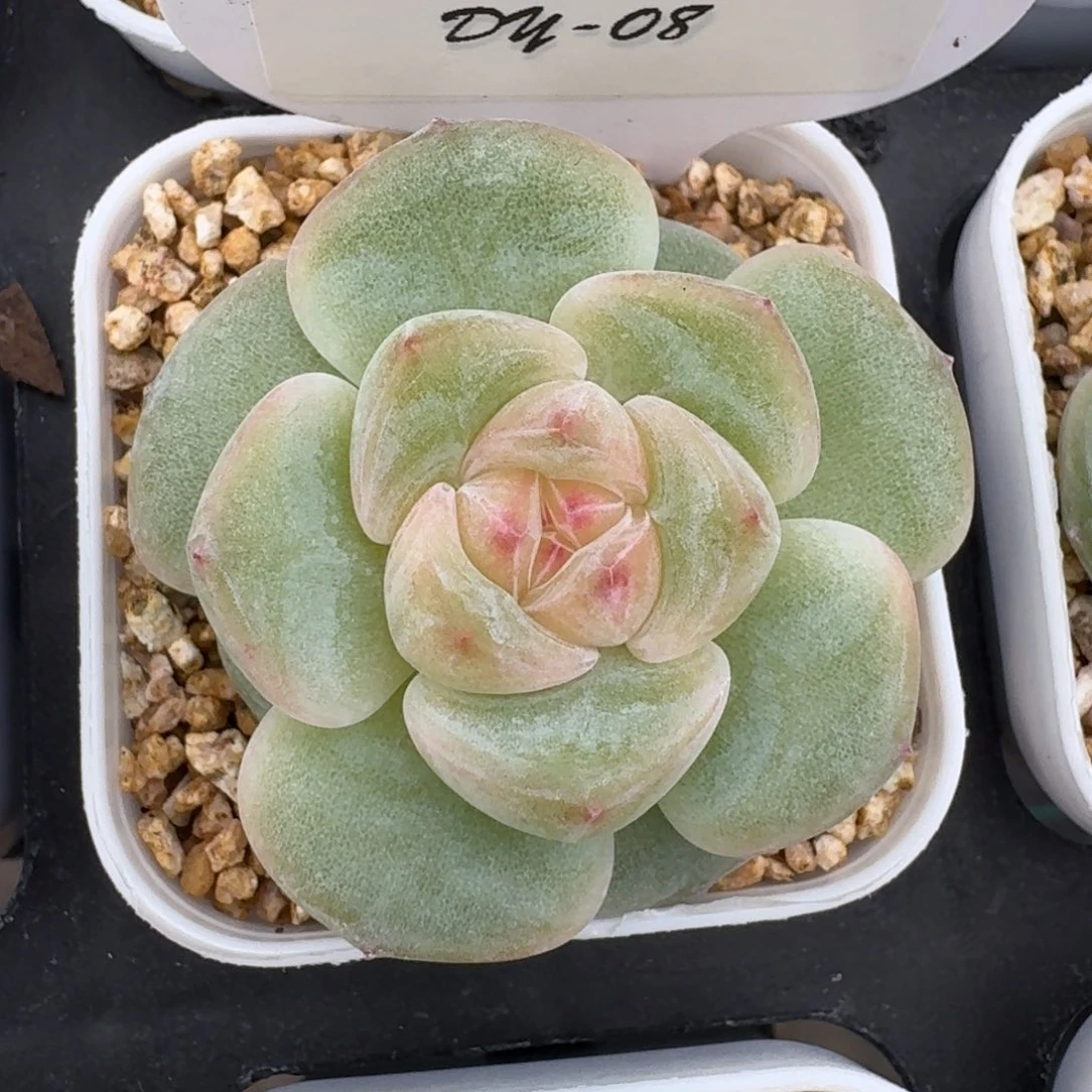 0703-08-小桃红单头