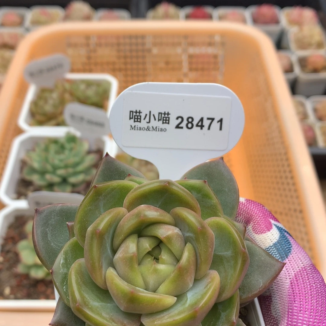 多肉植物东云珍妮