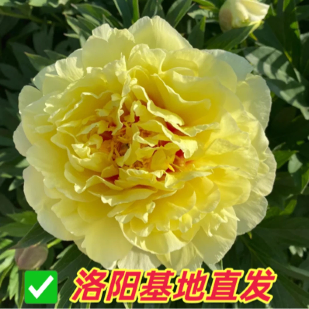 【巴茨拉】洛阳牡丹观赏牡丹带香味培植基地老苗对版庭院室外