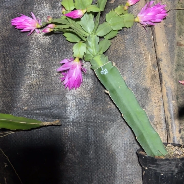 060嫁接多叶片小苗一颗35