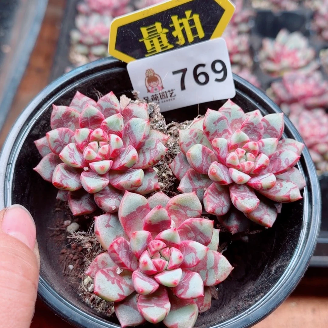 多肉植物多肉植物