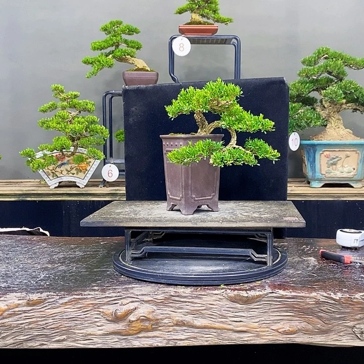 无花朵黄杨盆景四季常青