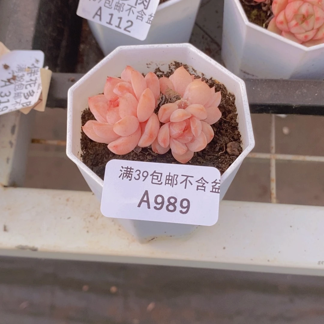 糖心4cm989多肉植物