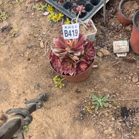 419女巫不包断枝