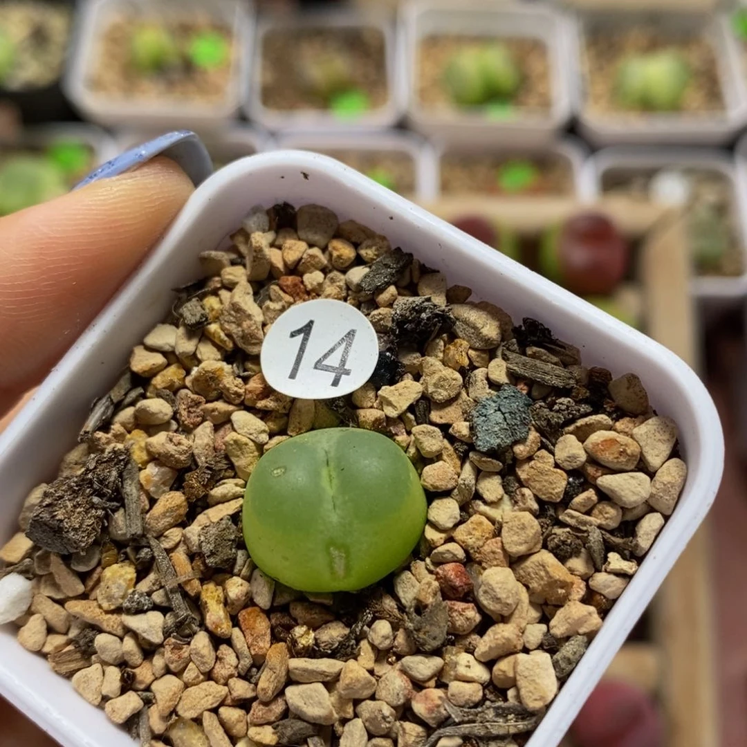 拉登带盆（瑕疵）1.5cm多肉14