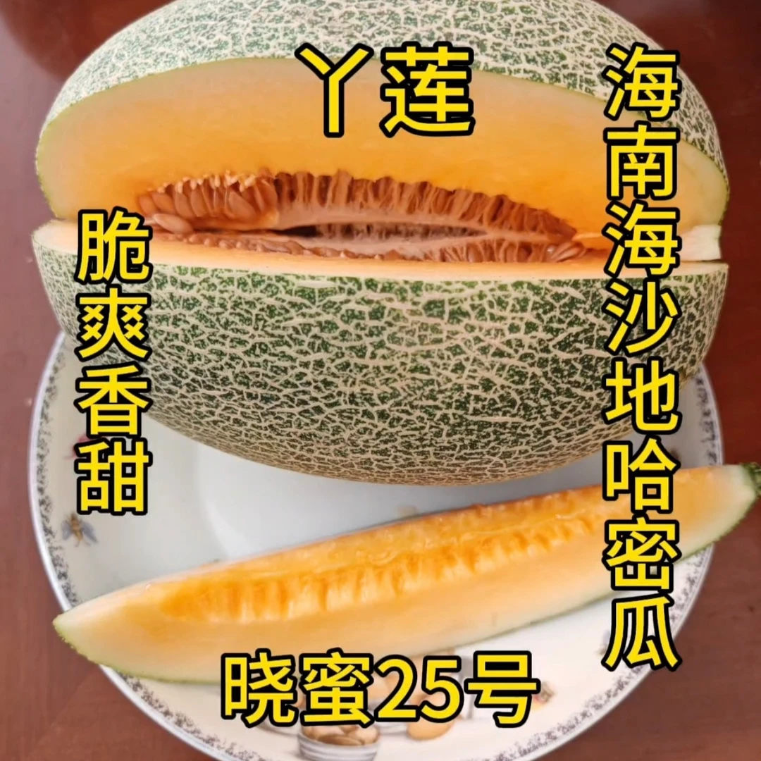 丫莲·海南海沙地哈密瓜（晓蜜25号）