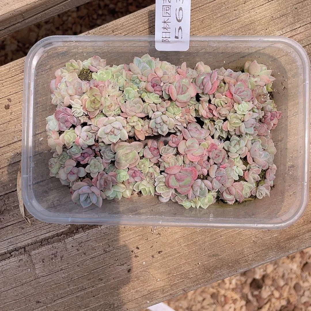 ?****?多肉植物多肉植物563