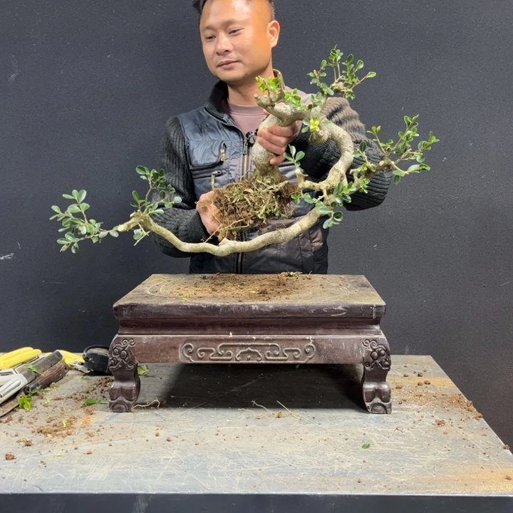 永***场无花朵黄杨等地的一些地方