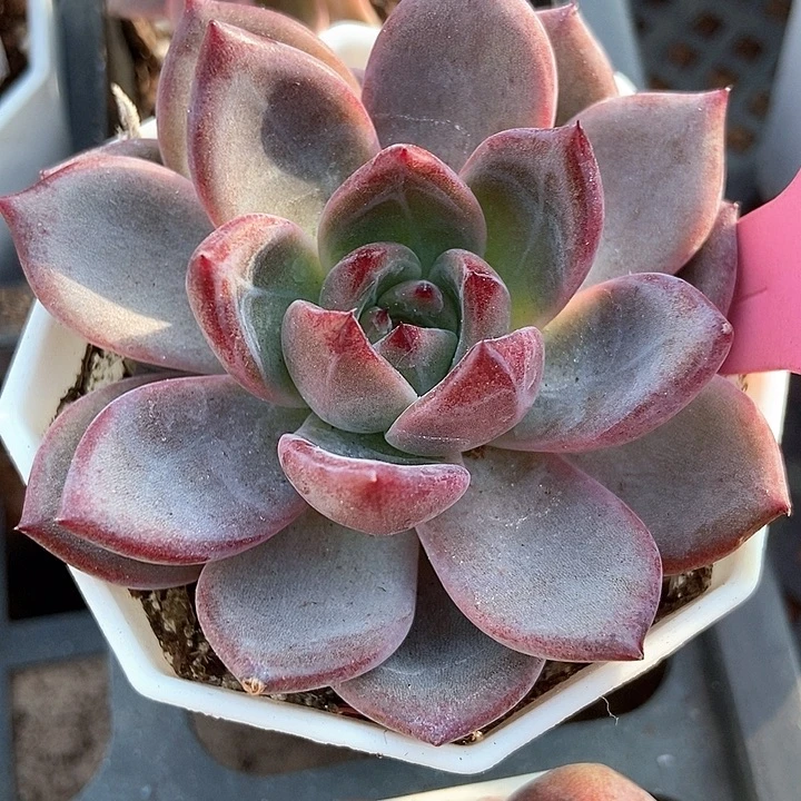 多肉植物夜魔侠602