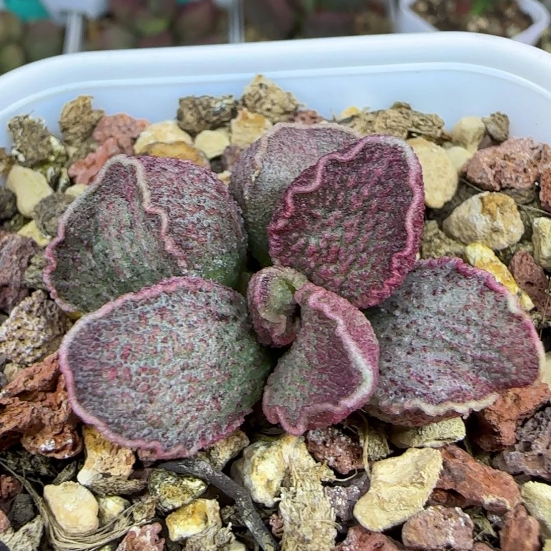 无花朵实生整盆，六方盆