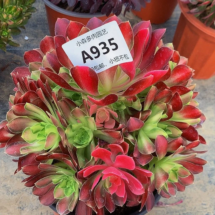935韶华嫩桩多肉88888