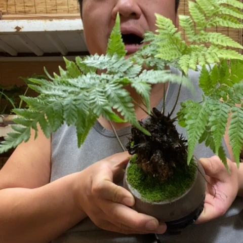 红陶飘***格一物一拍所见即所得281