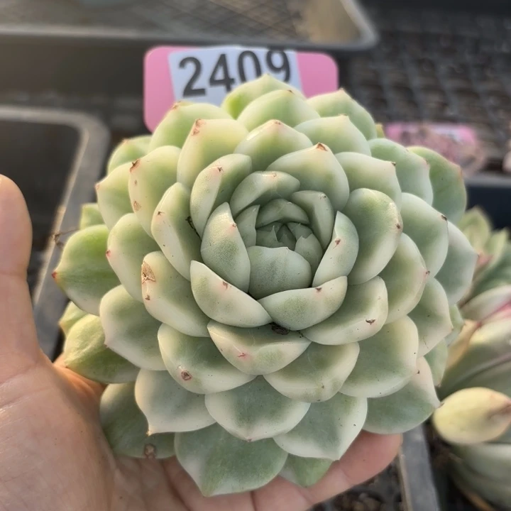 高白瓷麦秆锦多肉植物